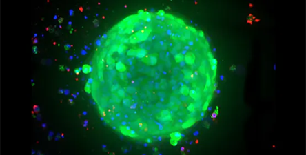 Highly reproducible 3D ready organoids