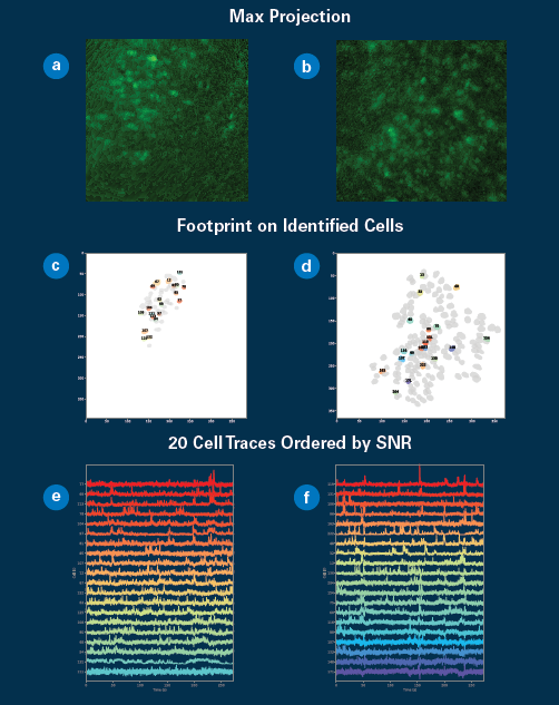 Representative field of view acquired with the Quartet system showing the maximum intensity projection image of: (a) the Anterior Cingulate Cortex; and (b) Hippocampus CA1. Using CNMF-e to extract cells from the image, users obtain the respective cell maps (c-d) and cell traces (e-f).
