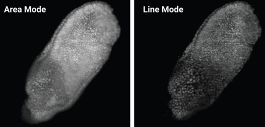 Comparison of area vs. line mode. Area mode images quickly and efficiently, while in line mode, the camera uses a rolling shutter and improves contrast in thick samples