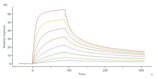 Human DR3 Protein, His Tag (Cat. No. TN5-H52H3) immobilized on CM5 Chip can bind Human TL1A, His Tag (Cat. No. TLA-H5243) with an affinity constant of 45.8 nM as determined in a SPR assay (Biacore 8K) (Routinely tested)