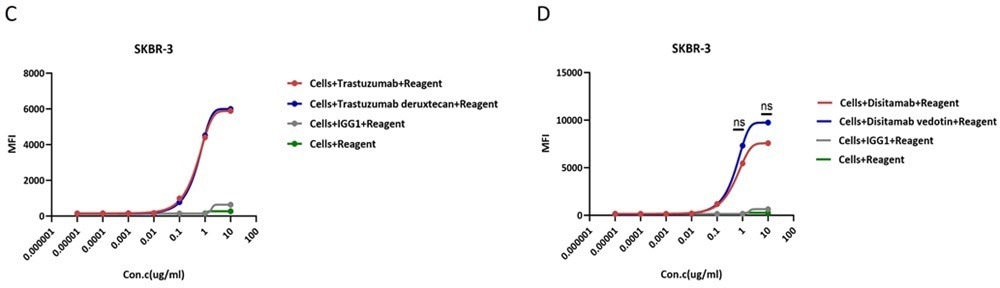In the assessment of ADC efficacy using the Antibody Internalization Detection Reagent (ACROBIOsystems, Cat. No. IGG-PZF2001) with HER2-positive SK-BR-3 cells as target cells; (C) The trastuzumab-based ADC effectively internalizes relative to its naked antibody counterpart at concentrations ≥0.1 μg/ml, demonstrating dose-dependent enhancement with comparable efficacy between the two. (D) Disitamab-based ADC effectively internalizes relative to its naked antibody counterpart at concentrations ≥0.1 μg/ml, demonstrating dose-dependent enhancement, with no statistically significant difference observed between the two