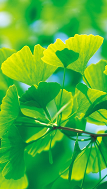Ginkgo biloba tree