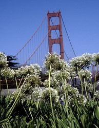 The degree to which city people walk or ride bicycles for their daily transportation needs depends largely on how much green space there is, says a new study that examines the role of urban design in physical fitness.