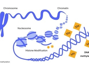 DNA Methylation