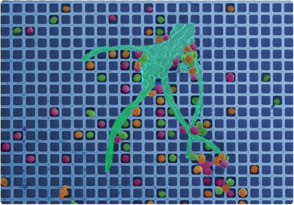 Fungi-on-a-chip Fungi-on-a-chip