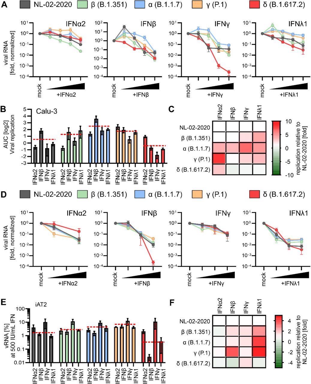 Interferon sensitivity of NL-02-2020 and VOCs. A, Normalized amount of viral RNA in the supernatant of Calu-3 cells infected with indicated SARS-CoV-2 variants was quantified by qRT-PCR at 72h post-infection (MOI 0.05, no IFN set to 100%). Cells were infected 3 days post treatment with indicated IFNs (α2, β and γ 0.5, 5, 50 and 500 U/ml) or IFNλ1 (0.1, 1, 10 and 100 ng/ml).