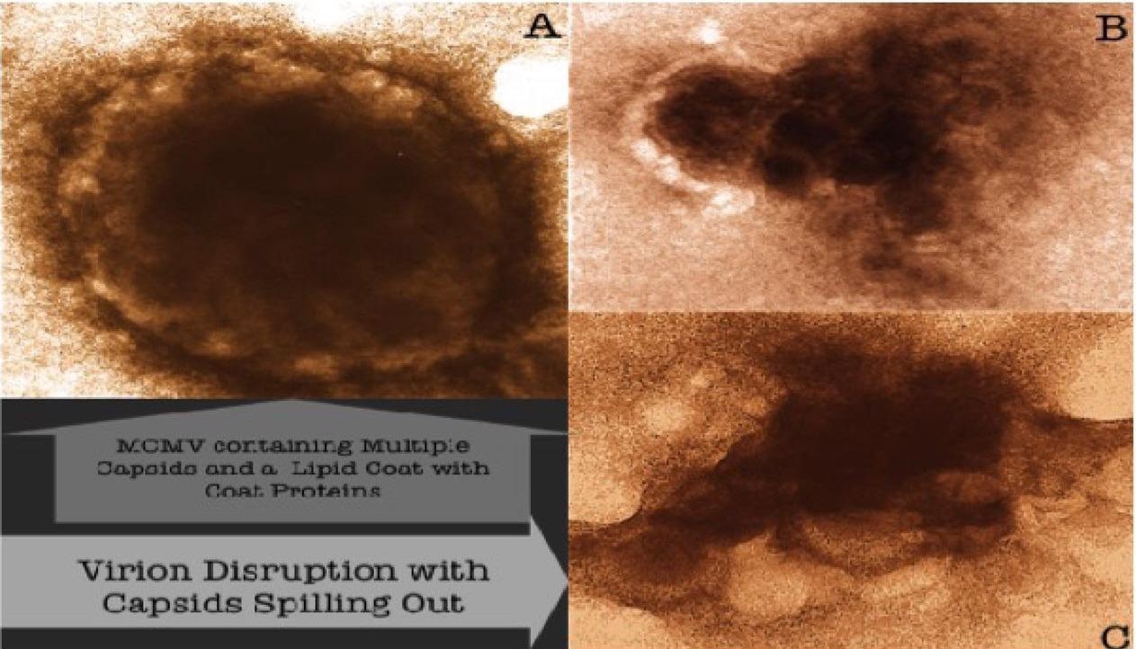 Effects of two different nanoviricides binding to murine cytomegalovirus (MCMV) A) Control treated Virion; B&C) MCMV virions treated with two different nanoviricides
