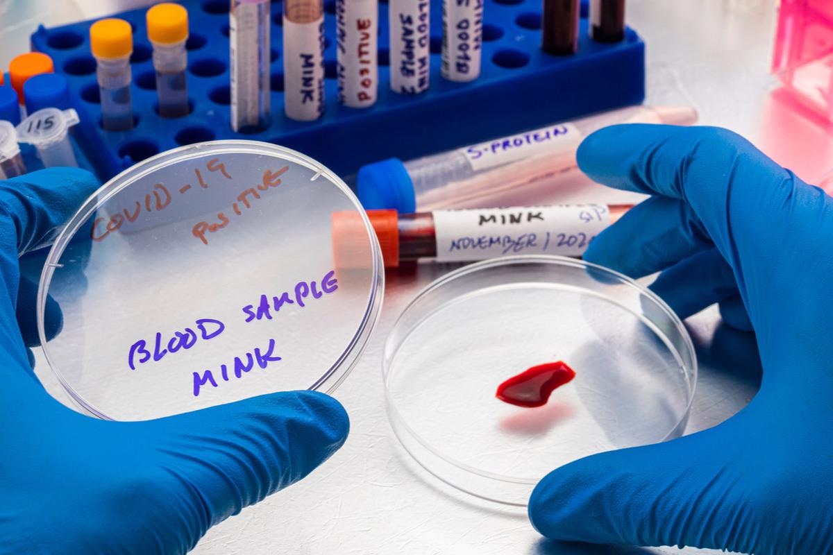 Study: SARS-CoV-2 wildlife surveillance in Ontario and Québec, Canada. Image Credit: felipe caparros/Shutterstock