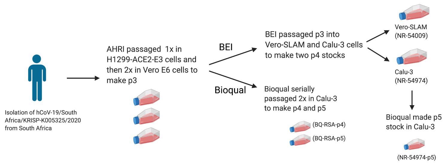 Schematic of the passage history for the virus stocks characterized in this study. Created with BioRender.com