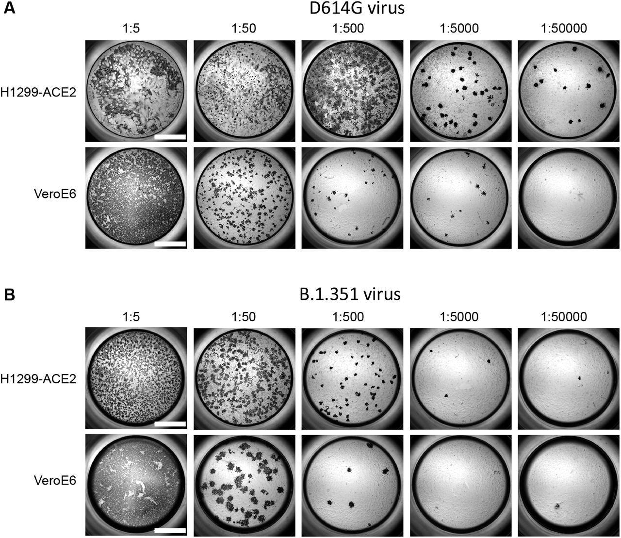 Comparison of SARS-CoV-2 infection in H1299-ACE2 and Vero-E6 cells. Both H1299-ACE2 and VeroE6 cells were infected with the same viral stock in the same experiment with D614G virus (A) or β virus (B) at different dilutions and a focus forming assay was performed. Scale bar is 2mm.