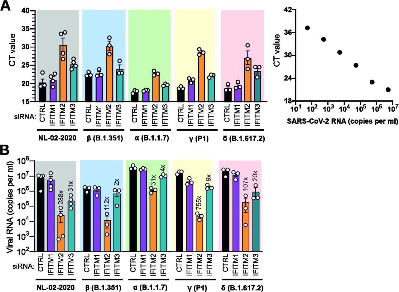 Role of IFITMs in replication of SARS-CoV-2 VOCs in Calu-3 cells. (A) Standard curve and raw qRT-PCR CT values obtained using supernatants of Calu-3 cells collected 2 days post-infection. (B) Viral N RNA levels in the supernatant of Calu-3 cells infected with the indicates SARS-CoV-2 variants. Cells were transfected with control (CTRL) or IFITM targeting siRNAs as indicated. Numbers above the bars indicate n-fold reduction compared to the viral RNA levels detected in the supernatant of Calu-3 cells treated with CTRL siRNA. Bars in panel A and B represent the mean of 3 to 4 independent experiments (±SEM) each measured in technical duplicates.
