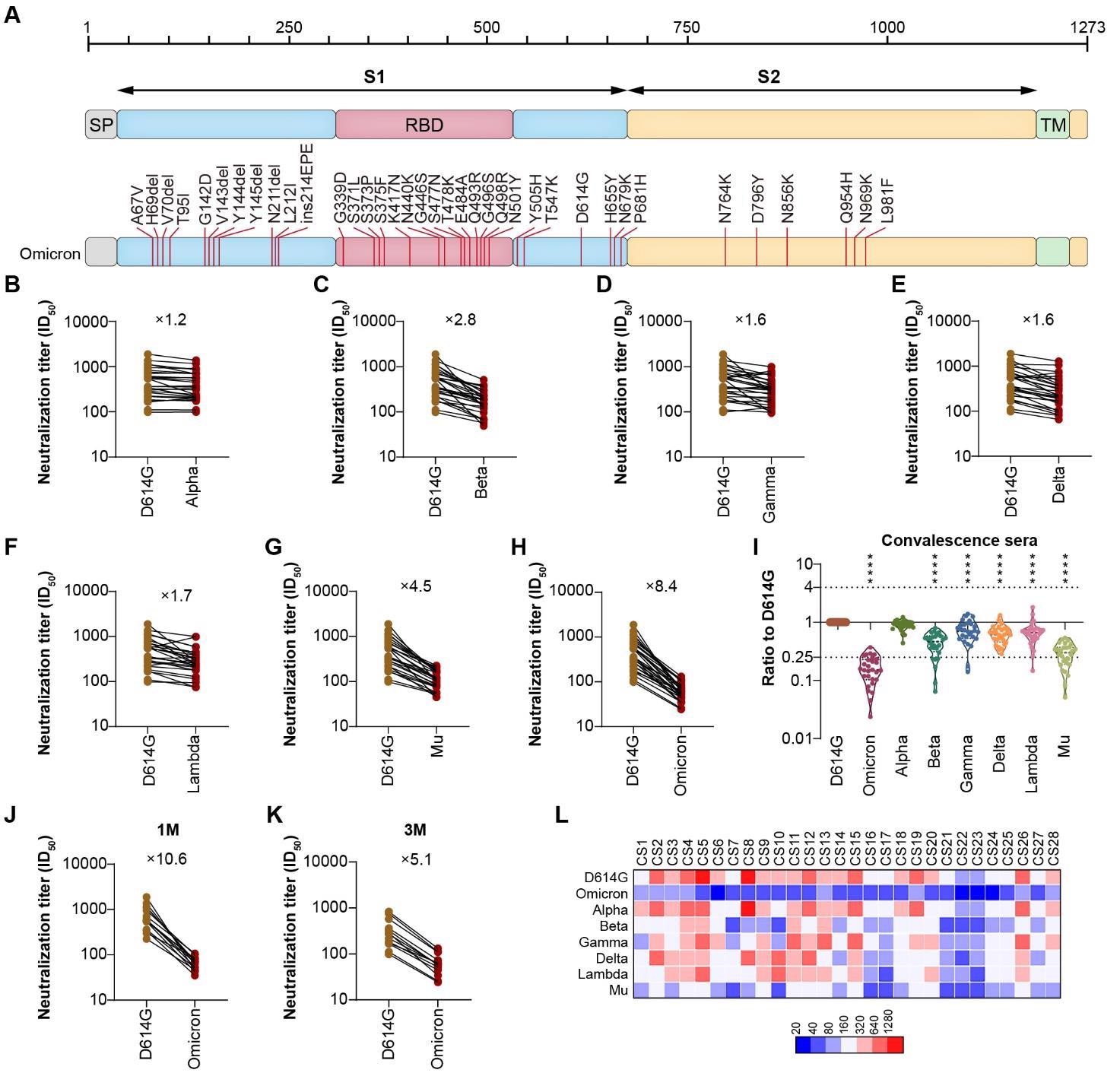 A. Schematic Illustration of Omicron Spike. All of the 32 mutations were located on Omicron Spike, which was used to construct the pseudotyped Omicron virus. B.H. The neutralization analysis of convalescent sera against Omicron, VOCs and VOIs. The neutralization activity of 28 convalescent sera from COVID-19 patients was tested. The neutralization ED50 and ratio compared to the reference strain D614G was also displayed as indicated. Data represented ED50 of three independent experiments. I. The comparison of neutralization activity against different VOCs and VOIs. J-K. The neutralization sensitivity of sera collected from convalescent patients at different time point against Omicron. The neutralization ED50 and ratio compared to the reference strain D614G was also displayed as indicated. Data represented ED50 of three independent experiments. J sera were collected 1-month after recovery; K, sera were collected 3-month after recovery; L. The heatmap of individual neutralization data. Data represented ED50 of three independent experiments. The Red to blue colour represented ED50 high to low as shown in the scale bar. CS1-CS15 sera were collected 1-month after recovery; CS16-28 sera were collected 3-month after recovery.