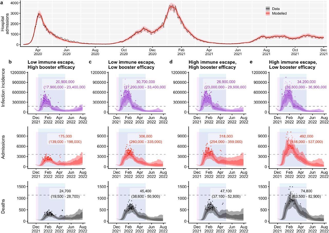 Epidemic scenarios under no further control measures. (a) Transmission model fit to hospital admissions data in England, March 2020 – November 2021. (b–e) Daily infections, hospital admissions, and deaths projected for an Omicron epidemic in England, with increased mask-wearing from 30th November 2021 to 30th April 2022 (lavender shaded rectangle) and “Plan B” restrictions from 12th December 2021 to 30th April 2022 (blue shaded rectangle). In each panel, the dashed horizontal line shows the previous peak reached during the January 2021 wave in England; the shaded areas show 50% and 90% quantiles across each day, while the small triangles demarcate peaks from each of 50 individual model runs reached between 1st December 2021 and 30th April 2022. Numbers in overlays show the median and 95% projection intervals for total infections, hospital admissions, and deaths between 1st December 2021 and 30th April 2022. (b) Low immune escape for Omicron, high booster efficacy. (c) Low immune escape for Omicron, low booster efficacy. (d) High immune escape for Omicron, high booster efficacy. (e) High immune escape for Omicron, low booster efficacy.