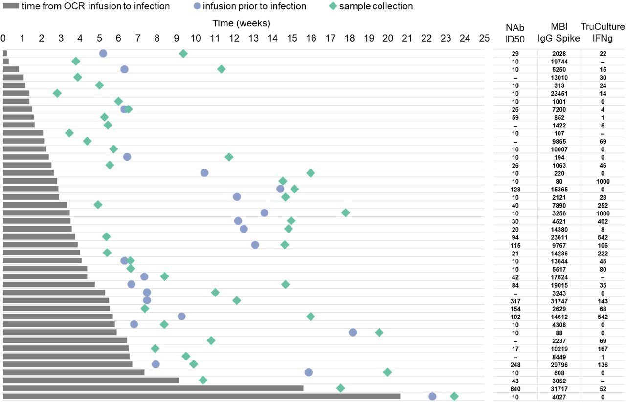 Timeline for symptomatic COVID-19 patients who were infected following OCR infusion Legend: Timeline from last OCR infusion before infection (time zero, start of the grey bar) to COVID-19 infection onset (end of the grey bar), subsequent OCR infusion before sample collection (blue circle) and sample collection (green rhombus). Each line represents a patient timeline. Neutralizing Ab titers, binding IgG anti-spike level by MBI and TruCulture IFNγ are shown for each patient in the respective line. Neutralizing antibody titers are shown as log10 of half-maximal inhibitory dilution (ID50).