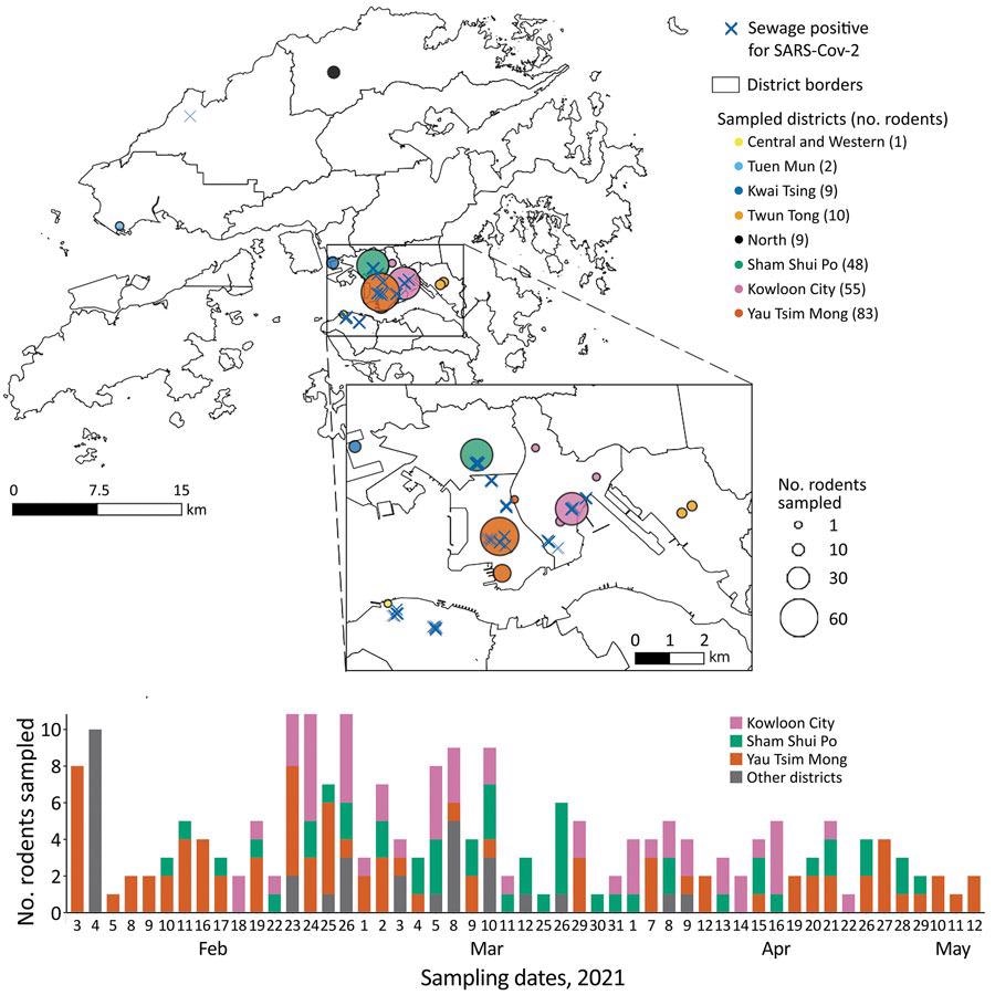 Surveillance of rodents for SARS-COV-2 conducted February–May 2021 in Hong Kong. A) Sampling sites, with the number of rodents sampled and sewage testing positive for SARS-COV-2. Each circle represents a sampling location, color-coded by district and sized proportionally to the number of captured rodents. Blue crosses represent locations where sewage was reported positive for SARS-COV-2during
