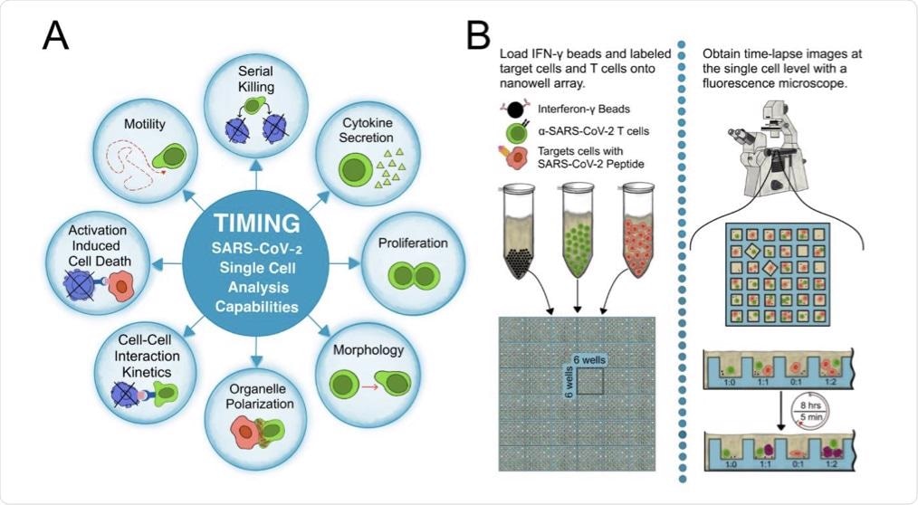 (A) Parameters measured by the TIMING platform. (B) The workflow of a TIMING assay.