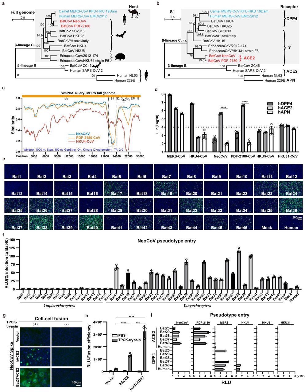 A clade of bat merbecoviruses can use ACE2 but not DPP4 for efficient entry. a-b, Phylogenetical analysis of merbecoviruses (gray) based on whole genomic sequences (a) and S1 amino acid sequences (b). NL63 and 229E were set as outgroups. Hosts and receptor usage were indicated. c, Simplot analysis showing the whole genome similarity of three merbecoviruses compared with MERS-CoV. The regions that encode MERS-CoV proteins were indicated on the top. Dashed box: S1 divergent region. d, Entry efficiency of six merbecoviruses in 293T cells stably expressing hACE2, hDPP4, or hAPN. e-f, Entry efficiency of NeoCoV in cells expressing ACE2 from different bats. EGFP intensity (e); firefly luciferase activity (f). g-h, Cell-cell fusion assay based on dual-split proteins showing the NeoCoV spike protein mediated fusion in BHK-21 cells expressing indicated receptors. EGFP intensity (g), live-cell Renilla luciferase activity (h). i, Entry efficiency of six merbecoviruses in 293T cells stably expressing the indicated bat ACE2 or DPP4. Mean±SEM for d, i; Mean±SD for f, and h.(n=3). RLU: relative light unit.