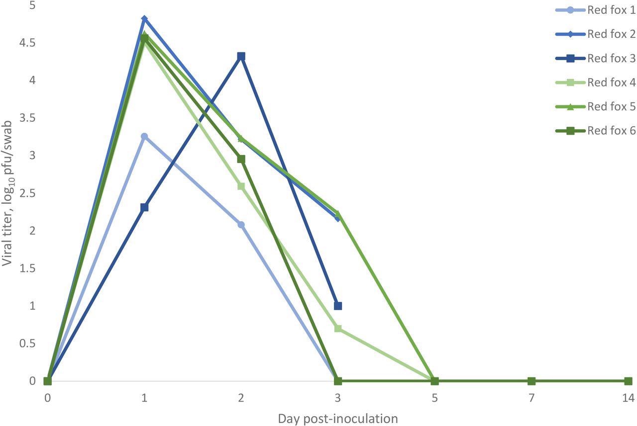 Oropharyngeal shedding of SARS-CoV-2 by red fox as detected by plaque assay. Values are expressed as log10 pfu/swab. Red fox 1, 2, and 3 were euthanized at 3 dpi.