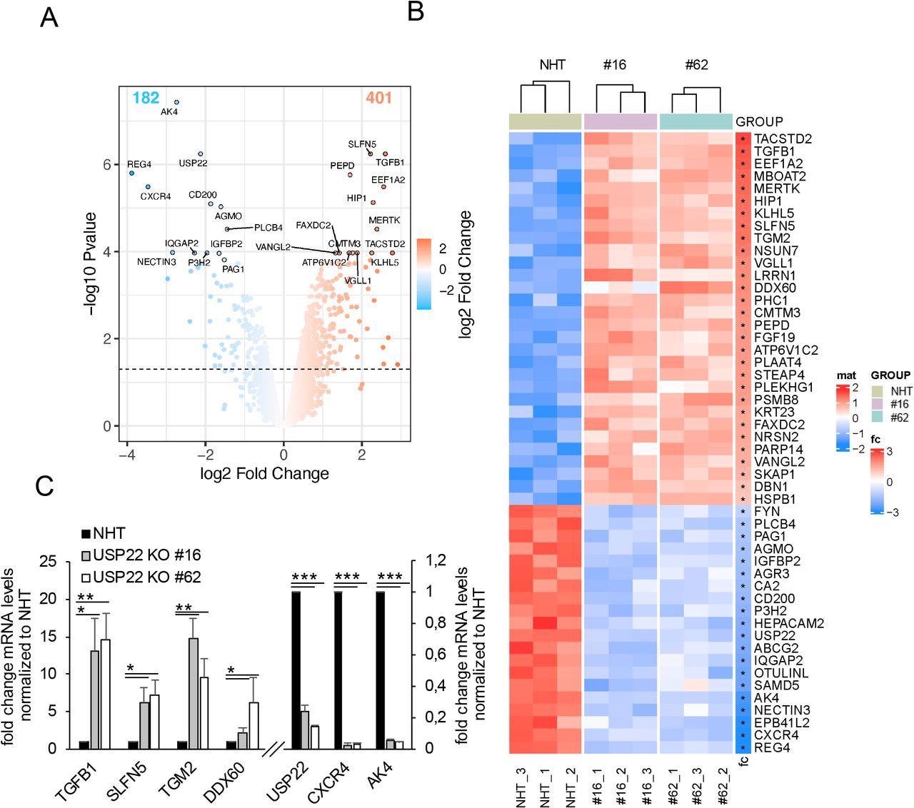 Profiling USP22-mediated gene expression in HT-29 hIECs. A. Volcano plot showing the differential gene expression patterns of two independent single-cell HT-29 USP22 CRISPR/Cas9 KO clones (#16 and #62) compared to CRISPR/Cas9 control (NHT) HT-29 cells. Color code represents the log2 foldchange compared to NHT. B. Heatmap of the top-50 differentially regulated genes between HT-29 USP22 KO single clones #16 and #62 and the NHT control. Color coding represents the row-wise scaled (Z-score) RNA intensities. Genes are sorted according to their log2 fold change, compared to NHT. C. Basal mRNA expression levels of the indicated genes were determined in control and two independent USP22 KO HT-29 single clones using qRT-PCR. Gene expression was normalized against 28S mRNA and is presented as x-fold mRNA expression compared to NHT. Mean and SD of three independent experiments in triplicate are shown. *P < 0.05; **P < 0.01, ***P < 0.001.