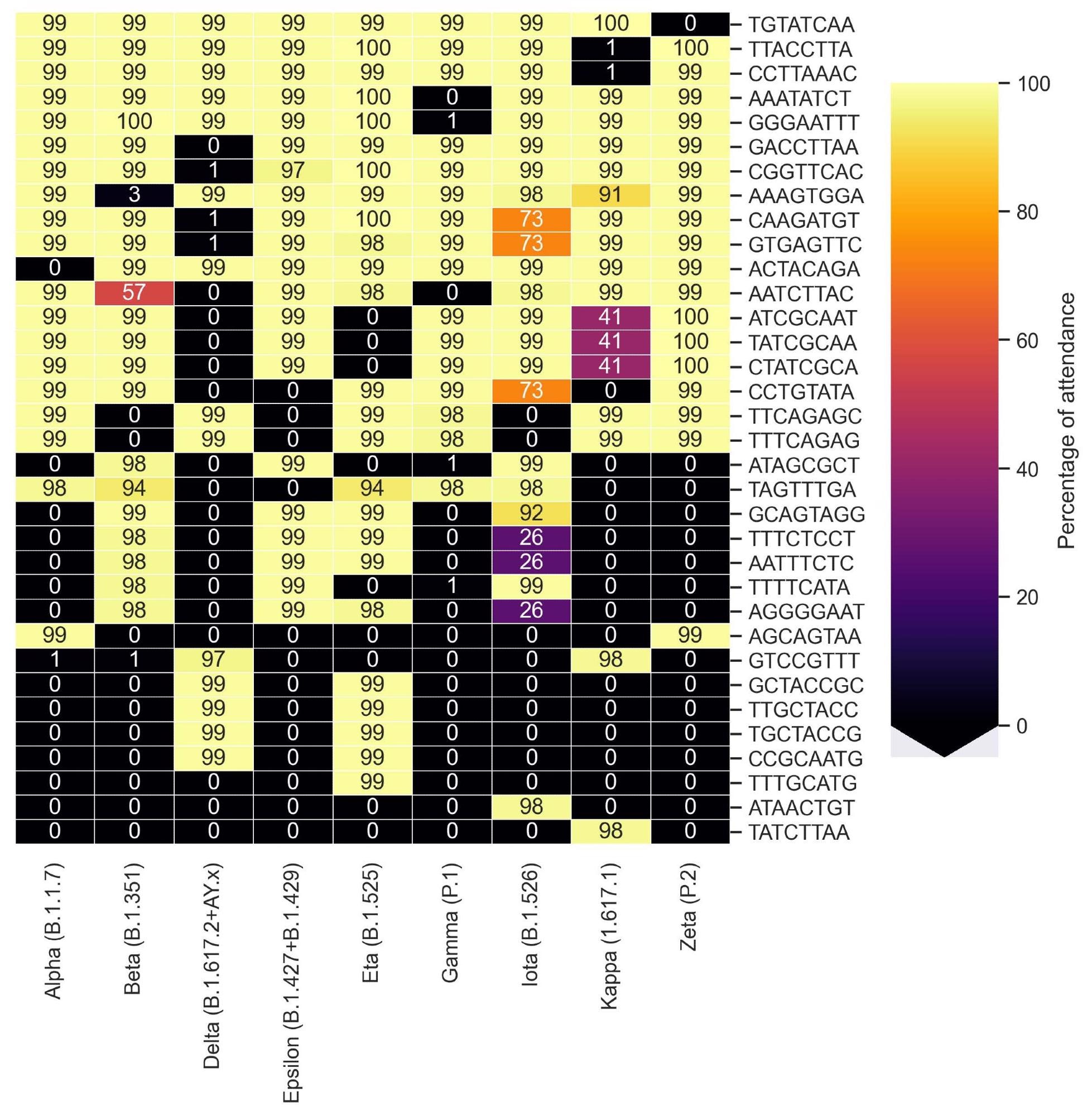 Cluster map representing the percentage of presence of motifs identified by KEVOLVE according to the groups of variants of SARS-CoV-2.