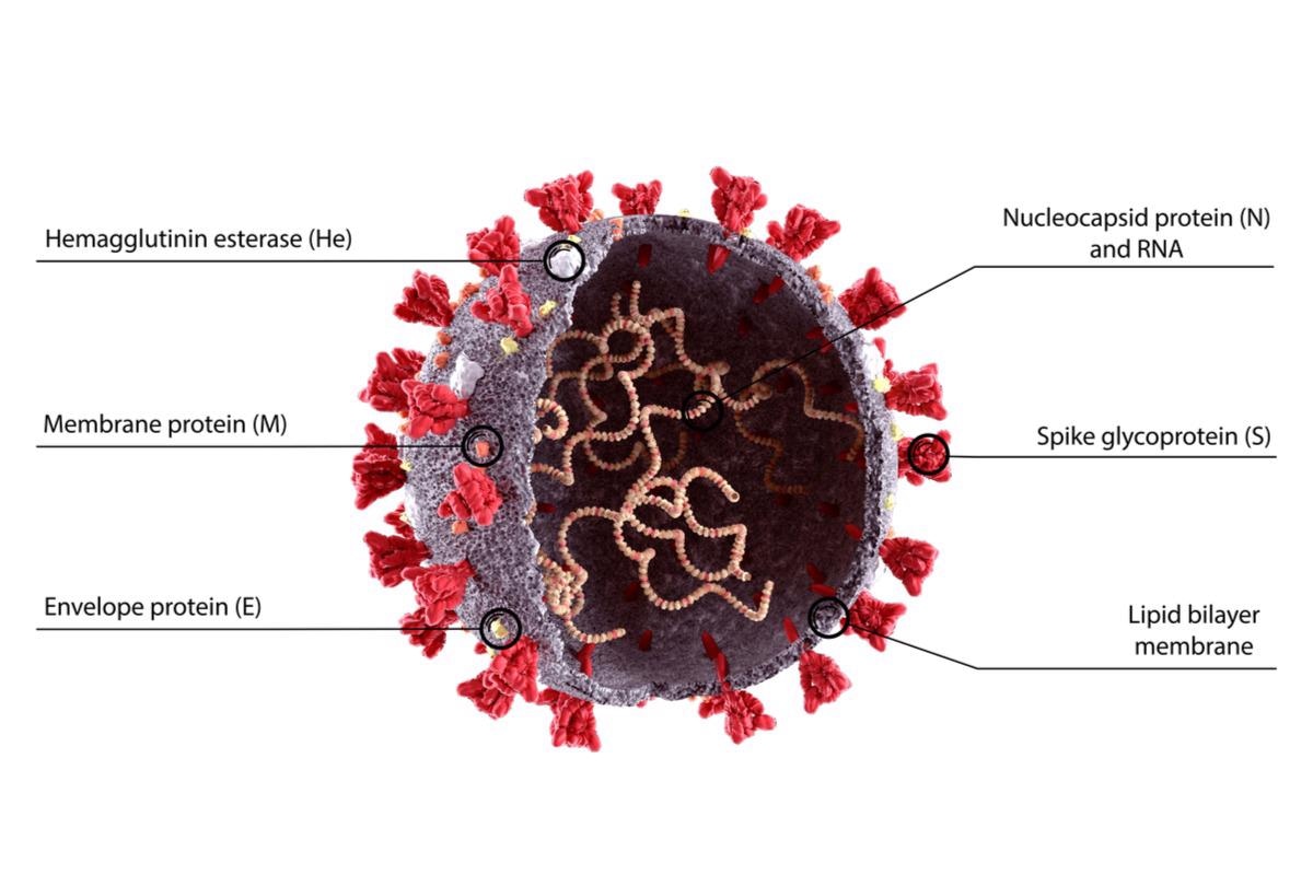 Study: Plasticity in structure and assembly of SARS-CoV-2 nucleocapsid protein. Image Credit: Orpheus FX/Shutterstock