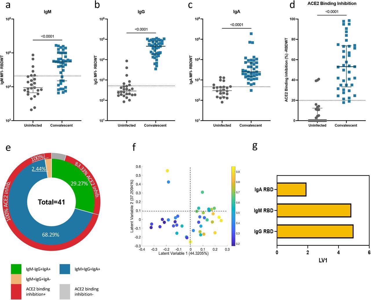 Convalescent plasma-induced robust anti-SARS-CoV-2 RBDWT antibody isotypes levels that inhibit ACE2 from binding RBDWT Convalescent (n-41) (blue) and uninfected control (n=26) (grey) plasma (final dilution 1:100) was assessed for IgM (a), IgG (b) and IgA (c) antibody binding to SARS-CoV-2 RBDWT via multiplex. A positive threshold (grey dotted line) was defined as the 75th percentile of antibody binding (MFI) for uninfected control plasma to respective antigens. (d) RBDWT ACE2 binding inhibition (%) of convalescent (blue) and uninfected control (grey) plasma (diluted 1:100). A positive threshold (grey dotted line) was defined as >20% ACE2 binding inhibition. (e) Pie chart outlining the percentage of subjects seropositive for anti-RBDWT antibody isotypes (IgM-IgG+IgA+ (green), IgM+IgG+IgA+ (blue), IgM+IgG+IgA-(yellow)) in the inner ring and the percentage of each seropositive subset with ACE2 binding inhibition in the outer red ring. Partial Least Squares Regression (PLSR) were conducted to determine the multivariate relationship between anti-RBD-specific isotype antibodies (IgG, IgA, and IgM) and % RBDWT-ACE2 binding inhibition (% ACE2 binding inhibition illustrated as a color gradient legend on the right-yellow-strongest to dark blue-weakest). PLSR Scores (f) and loadings plot (g). Percent variance for each latent variable (LV) in parentheses.