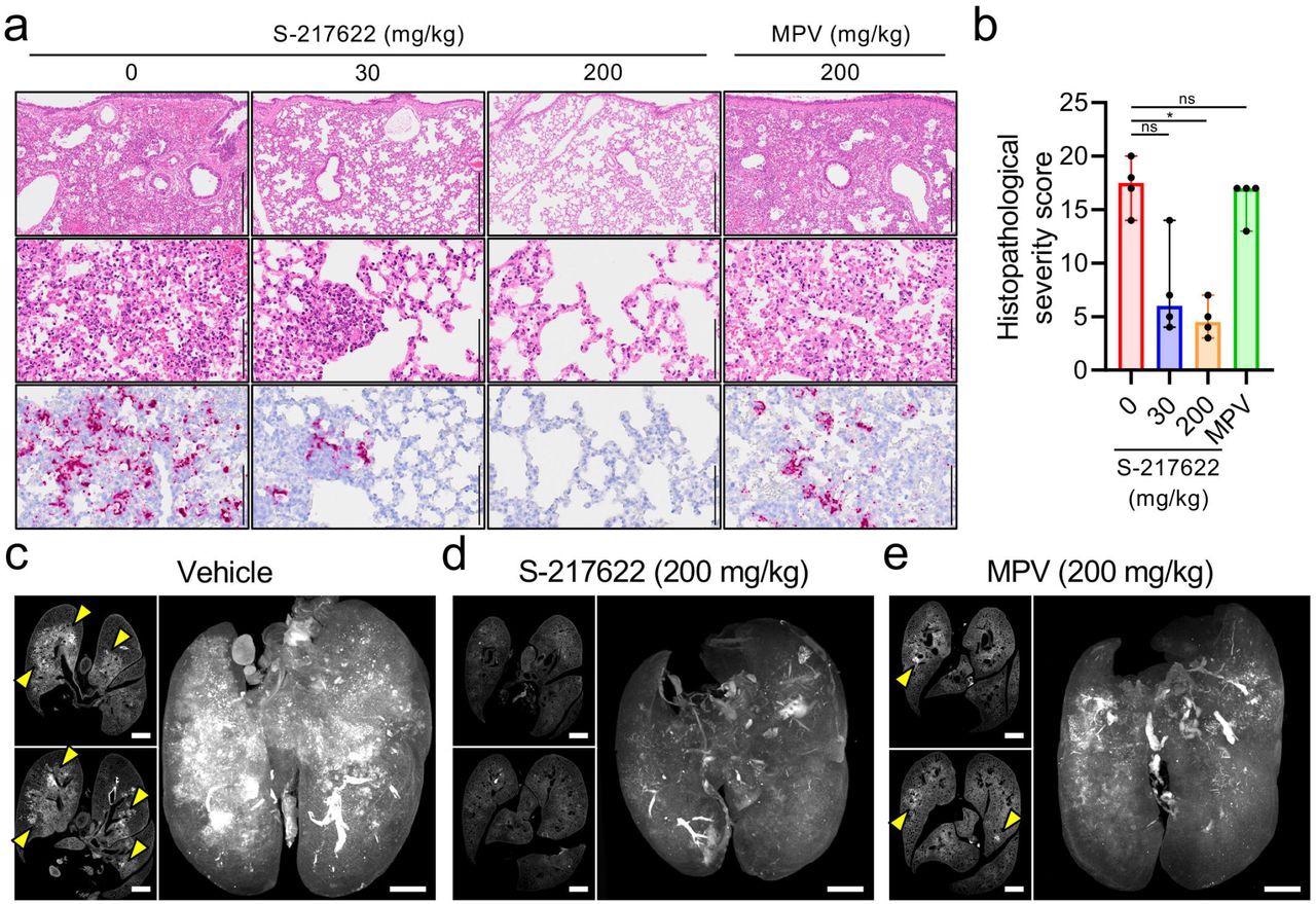 Histopathological findings in the lungs of SARS-CoV-2-infected hamsters that were administered antivirals The hamsters were infected with the SARS-CoV-2 Delta variant and sacrificed at 4 dpi for histopathological examinations. S-217622 (30 mg/kg or 200 mg/kg), molnupiravir (200 mg/kg), or vehicle control (0 mg/ml) was administered from 0 to 3 dpi (a, b) or 1 to 3 dpi (c-e) twice a day following the schedules shown in Fig. 2b and 3a, respectively. a, Representative histopathological images for the lung sections obtained from the animals given antivirals indicated above each panel (n = 4). Upper and middle panels, hematoxylin and eosin (H&E) staining. Lower panels, in situ hybridization (ISH) targeting the nucleocapsid gene of SARS-CoV-2. Scale bars in upper panels, 500 μm. Scale bars in middle and lower panels, 100 μm. b, Histopathological severity score of pneumonia based on the percentage of alveolitis area in a given section. Data are shown as the median score ± 95% confidential interval with each dot representing the score of each animal. (n = 4; ns = not significant, *p<0.05 by Kruskal-Wallis test with Dunn’s test.) c-e, Cross-sectional imaging of lungs and 3D image reconstruction of whole lungs from hamsters at 4 dpi. The infected hamsters were treated with vehicle (c), S-217622 (d), or MPV (e). The whole lung tissues were stained with anti-SARS-CoV-2 spike antibody and scanned by light sheet microscopy. Arrowheads indicate foci of SARS-CoV-2-positive alveoli. Scale bars, 2 mm.