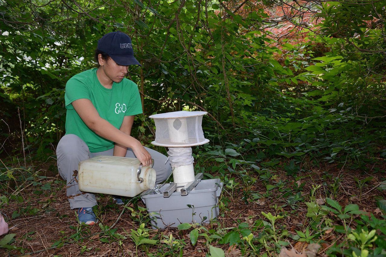 Field crews at the Connecticut Agricultural Experiment Station track the diversity and abundance of disease-carrying mosquitoes using traps baited with a yeast–hay infusion mixed with water. They also use traps that attract the mosquitoes using dry ice and light. Image credit: Connecticut Agricultural Experiment Station.