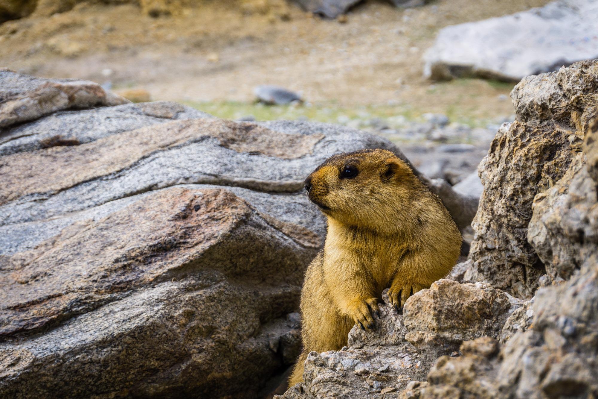 Marmota himalayana  Image Credit: ErezFri / Shutterstock