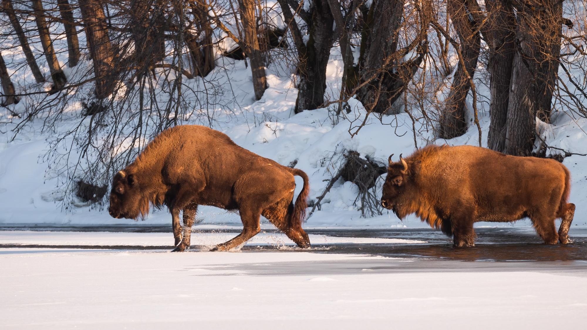Study: Serological screening in wild ruminants in Germany, 2021/22: No evidence of SARS-CoV-2, bluetongue virus or pestivirus spread but high seroprevalences against Schmallenberg virus. Image Credit:  WildMedia / Shutterstock