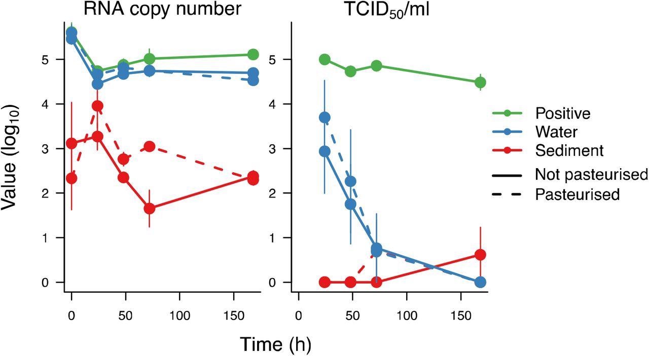 Recovery of SARS-CoV-2 RNA and TCID50 of infectious SARS-CoV-2 after incubations in pasteurized and unpasteurized Hammersmith water and sediment over 7 days. For the positive control, SARS-CoV-2 was incubated in PBS for the same duration.