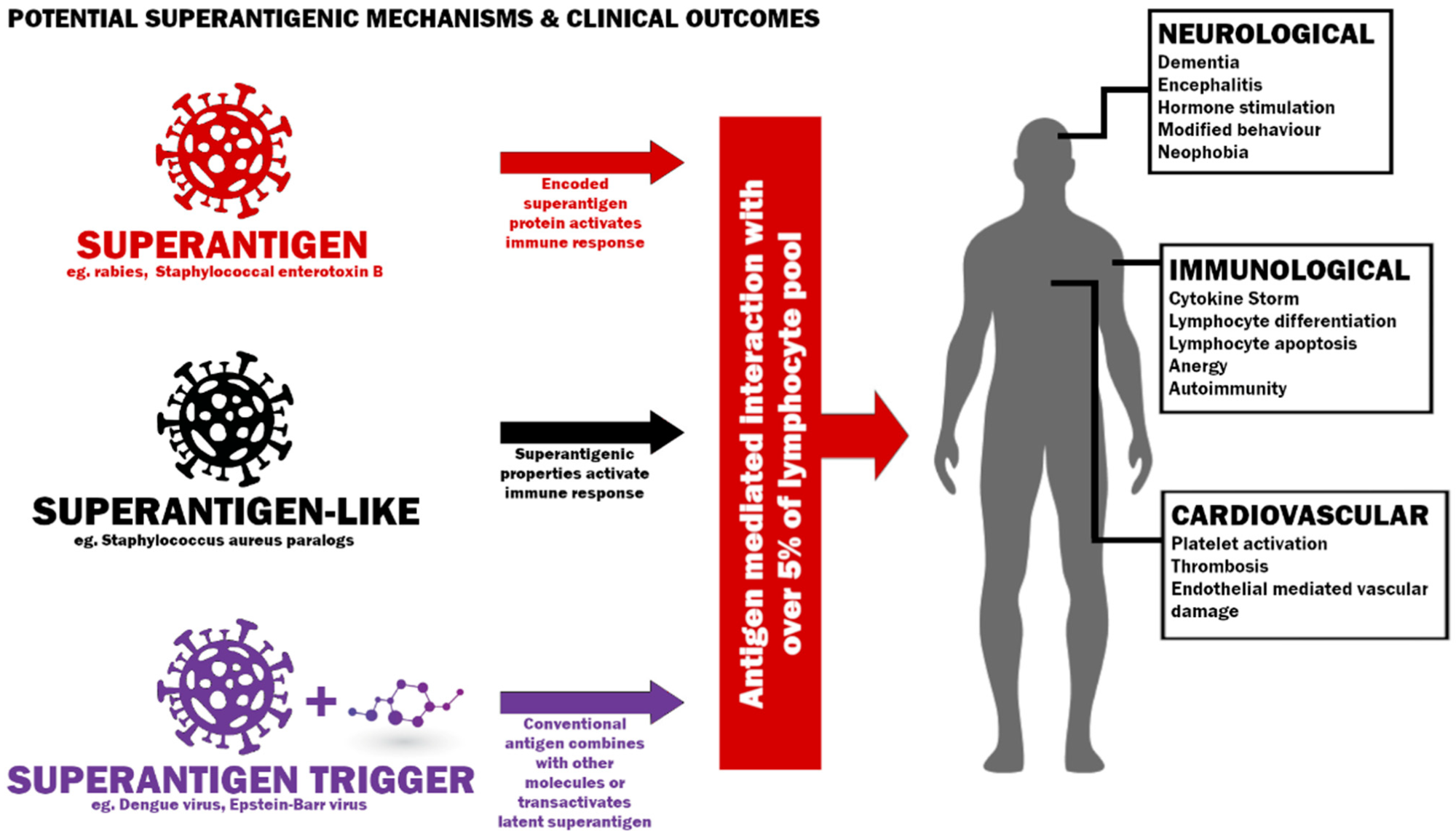 ​​​​​​​Potential mechanisms to induce a superantigenic host response and possible clinical outcomes.