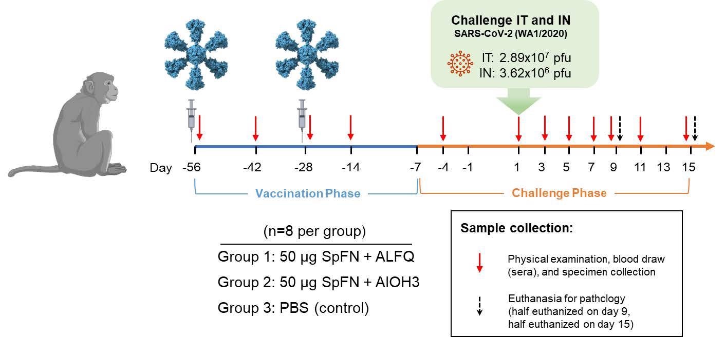 Vaccinations occurred on Study Days -56 and -28 as indicated by the syringes in the diagram. Animals were challenged with SARS-CoV-2 (WA-1) on Study Day 1 as indicated. Days of physical examination and blood/specimen collection are indicated by red arrows, and euthanasia days are indicated by black arrows.