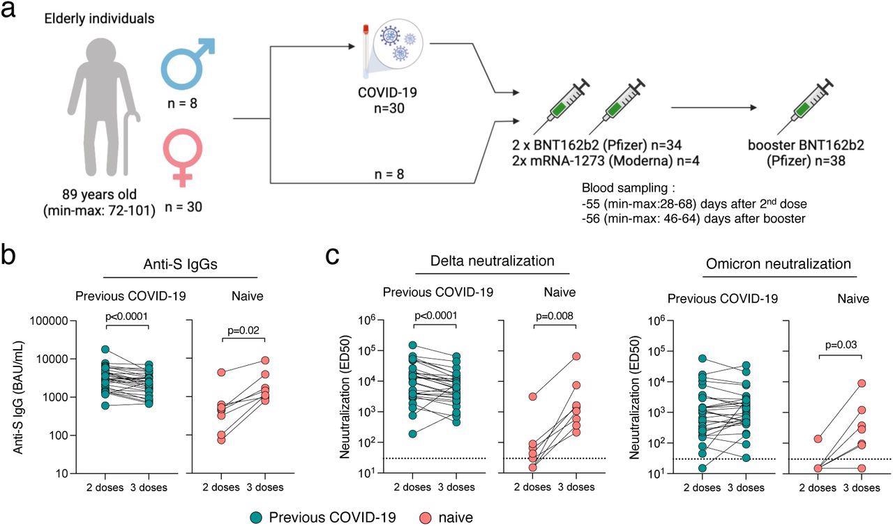 Immunogenicity of a booster dose of BNT162b2 vaccine in elderly individuals.