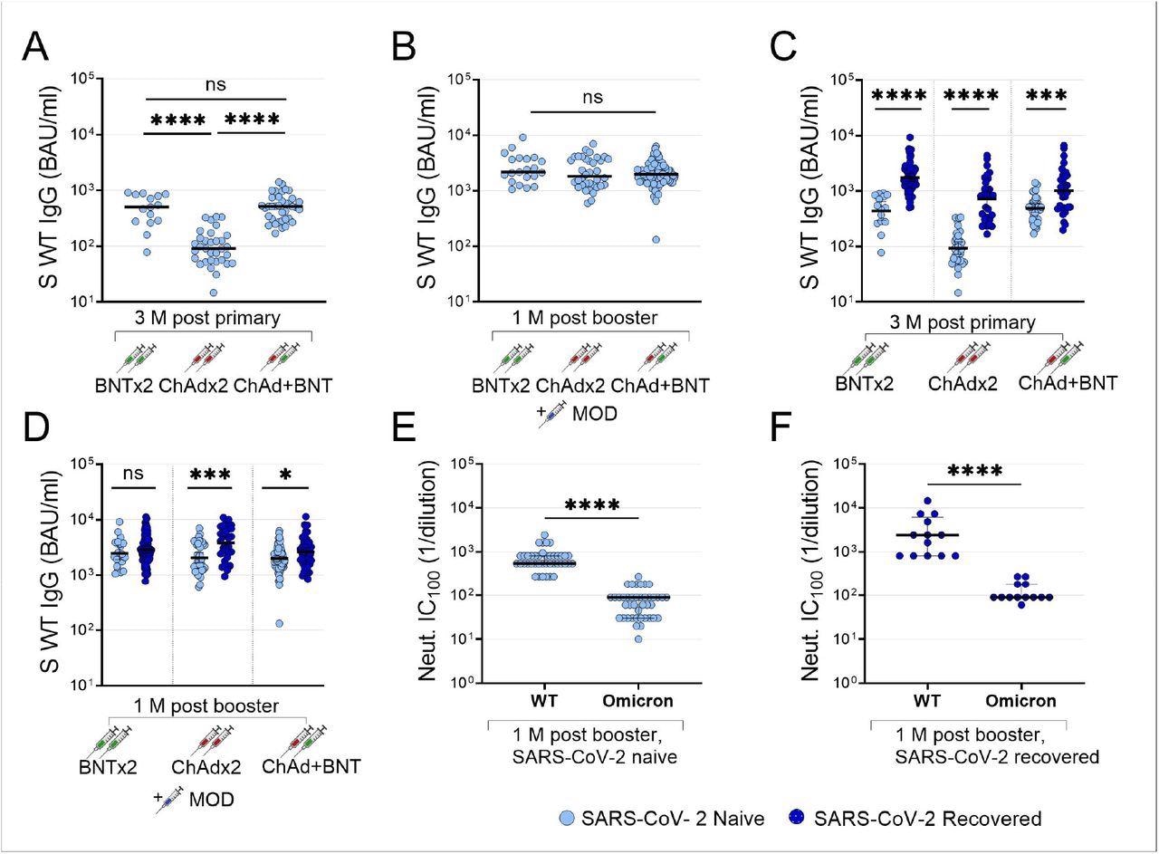 Impact of primary vaccine regimens and prior infection on booster antibody responses. Anti-WT spike IgG three months after primary vaccination series with two doses BNT, two doses ChAd or one dose ChAd followed by one dose BNT (A), and anti-spike IgG one month after MOD booster vaccine dose in the same participants (B). Anti-WT spike IgG in SARS-CoV-2 naïve (light blue dots) and recovered (dark blue dots) participants 3 months after primary vaccination series with two doses BNT, two doses ChAd or one dose ChAd followed by one dose BNT (C) and one month after MOD booster vaccine dose in the same participants (D). Microneutralizing titers against SARS-CoV-2 WT and omicron BA.1 in SARS-CoV-2 naïve (E) and recovered (F) participants one month after MOD booster vaccine dose. IgG titers are presented as binding antibody units (BAU)/ml and microneutralizing titers are presented as lowest neutralizing dilution (1/Y). Lines depict geometric mean titers and bars depict 95% confidence interval. S; spike, WT; wild-type, Neut; microneutralizing titer, BAU; binding antibody units; BNT; BNT162b2 mRNA vaccine, ChAd; ChAdox1 n-CoV 19 vaccine, MOD; mRNA-1273 vaccine, M; months, ns; P > 0.05, *; P ≤ 0.05, **; P ≤ 0.01, ***; P ≤ 0.001, ****; P ≤ 0.0001.