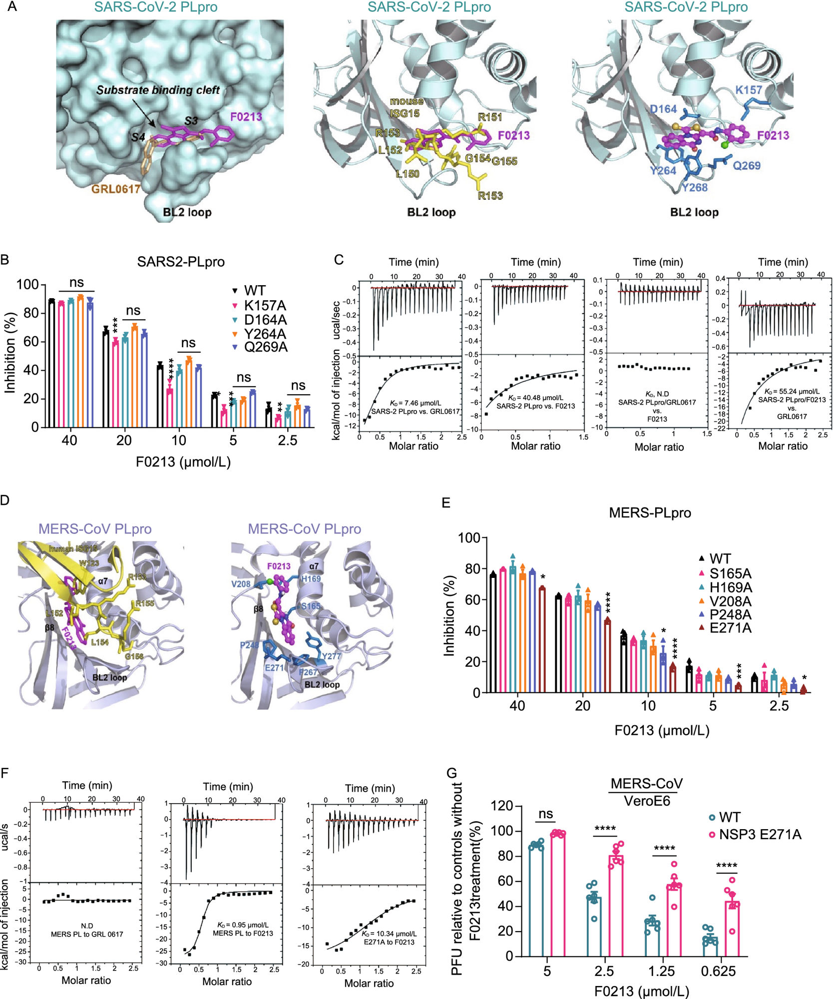 Interaction between F0213 and SARS2-PLpro or MERS-PLpro. (A) Docking F0213 to SARS2-PLpro. Left, molecular surface of SARS2-PLpro (colored cyan) with GRL0617 (colored gold, PDB: 7JRN) and F0213 (colored magenta, docking model) shown in stick model. The substrate-binding cleft and the BL2 loop near active site is indicated. Middle, ribbon model of SARS2-PLpro with bound mouse ISG15 (colored yellow, PDB: 6YVA). The C-terminus of mISG15 is shown with the stick model. The predicted binding mode of F0213 (magenta) is shown with stick model. Right, detailed interaction between F0213 and SARS2-PLpro; residues were predicted to interact with the inhibitor are shown with the stick models (blue). (B) In vitro inhibition of WT and mutant SARS2-PLpro by F0213. Fixed concentration of PLpro (0.1 µmol/L) and 5 µmol/L of RLRGG-AMC substrate were incubated with serial-diluted F0213. Two-way ANOVA when compared with the WT % inhibition of in each F0213 concentration. (C) Isothermal titration calorimetry (ITC) experiments for the binding between SARS2-PLpro and inhibitors as indicated. Disassociation constant KD is indicated; N.D. stands for non-detectable. (D) Docking F0213 to MERS- PLpro. Left, ribbon model of MERS-PLpro (colored light blue) bound by human ISG15 (colored yellow, PDB: 6BI8) is overlaid with the predicted binding mode of F0213 (colored magenta). The BL2 loop is indicated. Right, detailed interaction between F0213 and MERS-CoV PLpro; residues that were predicted to interact with the inhibitor are shown with the stick models and colored blue. (E) In vitro inhibition of WT and mutant MERS-PLpro by F0213. Two-way ANOVA when compared with the WT % inhibition of in each F0213 concentration. (F) ITC experiments for the binding between MERS-PLpro (WT or mutant) and inhibitors as indicated. Disassociation constant KD is indicated; N.D. stands for non-detectable. (G) Recombinant virus carrying the E271A substitution in MERS-CoV NSP3 confers resistance to F0213. VeroE6 cells were infected with wild-type or mutant MERS-CoV generated by reverse genetics. Antiviral activities were determined by plaque assay detecting the live virus particle in the supernatant. Results are shown as the ratio between F0123-treated and vehicle-treated groups that were infected by the same virus. Two-way ANOVA. For all statistical analysis, ****P < 0.0001, ***P < 0.001, **P < 0.01,*P < 0.05