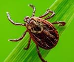 Case of probable transmission of tick-borne encephalitis virus from an unvaccinated mother to an infant through breast-feeding