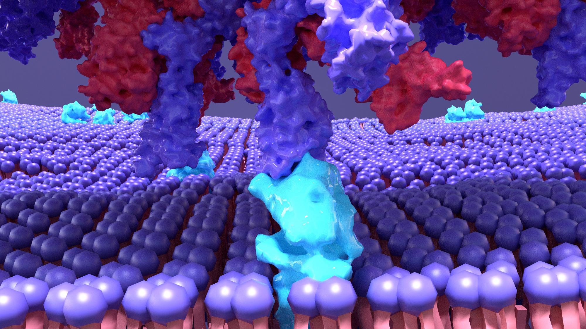 Study: ADAM10 and ADAM17 promote SARS-CoV-2 cell entry and spike protein-mediated lung cell fusion. Image Credit: Design_Cells / Shutterstock