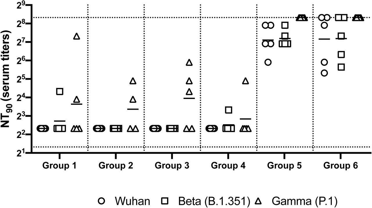 Neutralizing antibody responses in mice 7 weeks post heterologous prime-boost immunization. Group 1 prime and homologous boost 45ug rS1 WT. Group 2 prime and homologous boost 45ug rS1 B.1.351. Group 3 prime and homologous boost with 45ug rS1 WT+B.1.351. Group 4 prime 45ug rS1 WT and heterologous boost 45ug rS1 B.1.351. Group 5 prime 1×1010 v.p. Ad5.S1N and heterologous boost 45ug rS1 WT. Group 6 prime 1×1010 v.p. Ad5.S1N and heterologous boost 45ug rS1 B.1.351. Serum from immunized mice was tested for neutralizing antibodies using a plaque reduction neutralization test (PRNT) with three different SARS-CoV-2 strains from Wuhan, South Africa (Beta B.1.351), or Brazil (Gamma P.1). Neutralization of Wuhan strain represented by circle, neutralization of Beta B.1.351 represented by square, and neutralization of Gamma P.1 represented by triangle. Serum titers that resulted in a 90% reduction in SARS-CoV-2 viral plaques (NT90) compared to the virus control are reported seven weeks post initial vaccination, and bars represent geometric means (N = 5 mice per group). Results are from a single animal experiment. No neutralizing antibodies were detected in serum PBS control group (not shown). This experiment was conducted once.