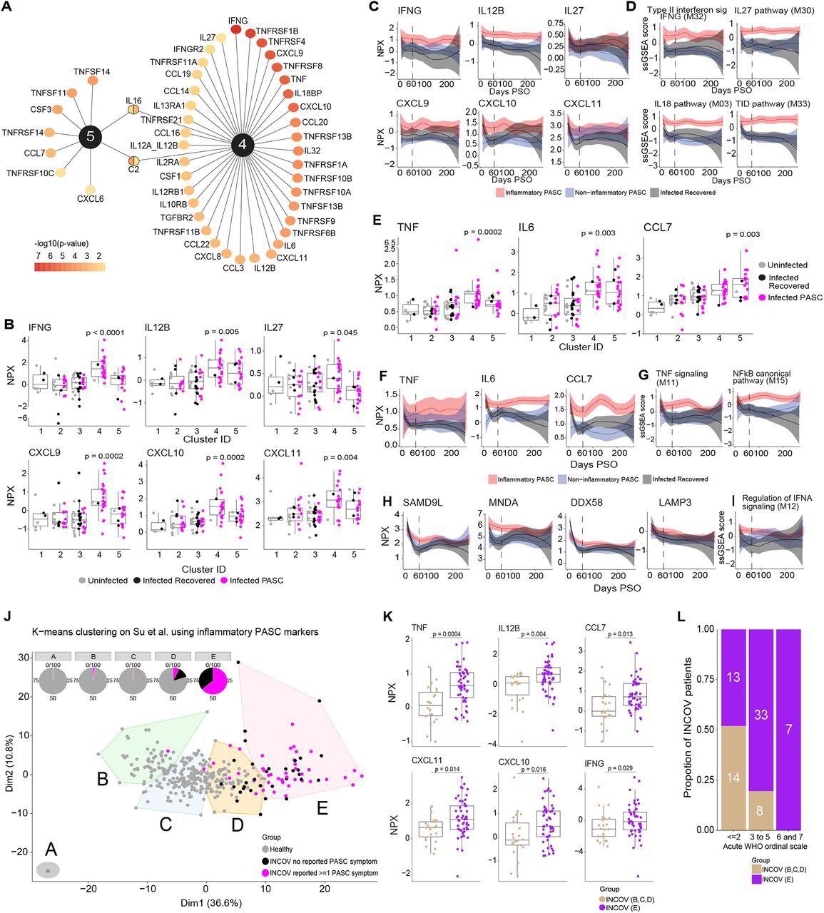 Key protein signals driving inflammatory PASC signatures. (A) Top ranked differentially expressed cytokines, chemokines, and cytokine/chemokine receptors by adjusted p-value of <0.05 that are associated with inflammatory protein clusters 4 & 5. The color gradient of each node represents the -log10 adjusted p-value. (B) Box and jitter plots of olink Normalized Protein Expression (NPX) (y-axis) of IFN-γ and its related cytokines and chemokines across clusters (x-axis) that were significantly upregulated exclusively in cluster 4. P-values determined by Wilcoxon rank sum test were calculated comparing inflammatory cluster 4 and inflammatory cluster 5 independently to clusters 1,2,3. (C) Longitudinal loess fit plots of Olink NPX of IFN-γ and its related cytokines and chemokines on samples available from early acute infection through >60 days PSO (x-axis). PASC patients from the inflammatory clusters 4 and 5 are represented here as inflammatory PASC (red), PASC patients from clusters 2 and 3 are represented here as non-inflammatory PASC (blue) while the recovered patients are represented in black. (D) Longitudinal loess fit plots of the ssGSEA scores (y-axis) of IFN-γ related modules over time (x-axis). (E) Box and jitter plots of Olink NPX (y-axis) expression levels of TNF, IL6 and CCL7 across clusters (x-axis) that were significantly differentially upregulated clusters 4 and 5. P-values determined by Wilcoxon rank sum test were calculated comparing inflammatory cluster 4 and inflammatory cluster 5 independently to clusters 1,2,3. (F) Longitudinal loess fit plots of Olink NPX (y-axis) of TNF, IL6 and CCL7 over time (x-axis). (G) Longitudinal loess fit plots of the ssGSEA scores (y-axis) of TNF and NF-κB related signaling modules over time (x-axis). (H, I) Longitudinal loess fit plots of Olink NPX and ssGSEA scores (y-axes) of type-I IFN-driven proteins and the IFN-α module overtime (x-axis) respectively. (J) K-means unsupervised clustering of Olink proteomic data from Su Y et al (2022) showing 5 clusters of INCOV patients and healthy controls. Pie charts show the percentage of each cluster consisting of INCOV patients and healthy subjects. (K) Cytokines/chemokines significantly upregulated in the INCOV cluster E vs. INCOV from clusters B,C, and D. P-values were determined by a Wilcoxon rank sum test. (L) Distribution of different disease severities (as judged by WHO ordinal scale) across INCOV patients in cluster E vs INCOV patients in clusters B,C,D. Y-axis and the numbers in bar graphs represent proportion and number of patients per INCOV group in each WHO scale bin respectively.