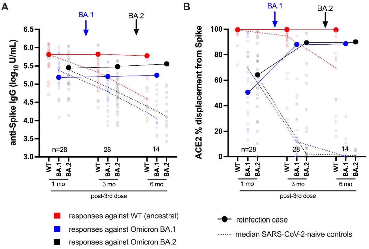 Longitudinal humoral responses against wild-type, BA.1 and BA.2 Spike antigens. Panel A: Anti-Spike IgG log10 concentrations in case participant (large circles) versus the subset of the comparison group of SARS-CoV-2-naive individuals (small circles) at one, three and six months following three-dose COVID-19 vaccination. Wild-type-specific (WT) anti-Spike responses are in red; BA.1-specific ones are in blue; BA.2-specific ones are in black. Matching solid lines connect the participant’s longitudinal values; dotted lines connect the median values for the comparison group. Approximate times of BA.1 and BA.2 infections are shown with arrows. Total Ns (including the case participant) are shown at the bottom of the plot; the final time point has a smaller N because some control participants were censored due to post-vaccination SARS-CoV-2 infection or had not yet completed the visit. Panel B: same as previous, but for longitudinal ACE2% displacement function from wild-type (red), BA.1 (blue) and BA.2 (black) Spike protein.