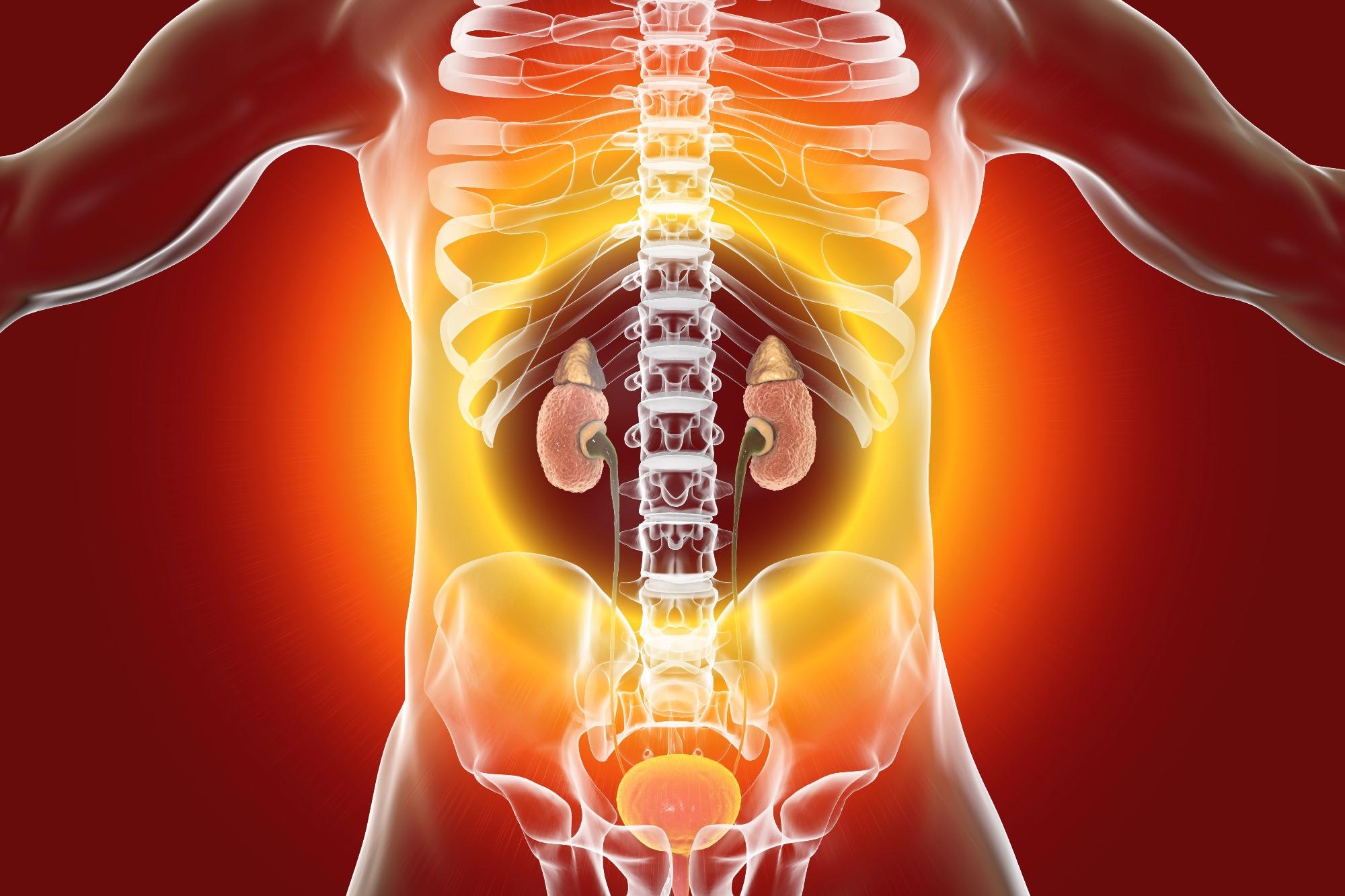 Study: Incidence of Glomerulonephritis after SARS-CoV-2 mRNA Vaccination. Image Credit: Kateryna Kon / Shutterstock