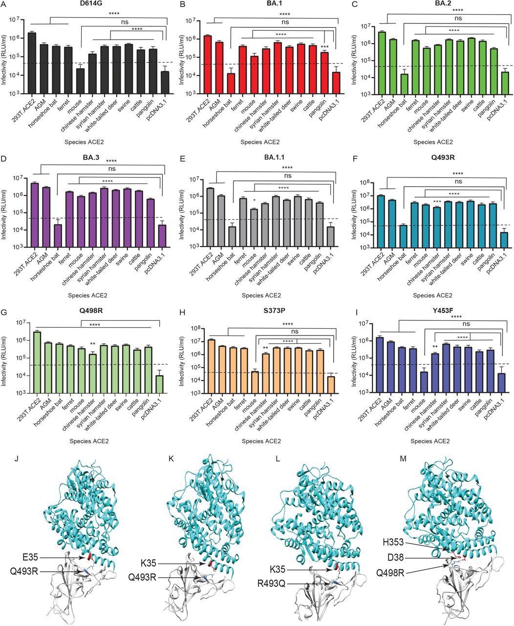 Omicron lineage pseudovirus entry into cells expressing ACE2 from different species. Infectivity of D614G (A), BA.1 (B) BA.2 (C) BA.3 (D) BA.1.1 (E), Q493R (F), Q498R (G), S373P (H), and Y453F (I) pseudoviruses on 293T cells transiently transfected with ACE2 orthologs of indicated species. The ACE2 of African green monkey is denoted as ‘AGM’. 293T cells expressing ACE2 of indicated species, as well as control 293T.ACE2 cells stably expressing human ACE2, were simultaneously infected with 106 RLU/ml of indicated pseudoviruses. Luciferase activities were determined 48 hours post infection. Note: ‘ns’ denotes not significant. Significant differences in infectivity between each species ACE2 compared to pcDNA3.1 control for pseudoviruses are denoted by asterisks, *: p ≤ 0.05; **:p ≤ 0.01; ***:p ≤ 0.0005; ****:p ≤ 0.0001. Dotted line indicates background level infection. Results shown are representative of three independent experiments with eight intraassay replicates. The SARS-CoV-2 Omicron RBD-ACE2 interface (PDB: 7WBP) is shown with contacting residues as sticks at the RBD-ACE2 interface (J-M). The SARS-CoV-2 Omicron RBD and ACE2 are colored in grey and cyan respectively. Positions in RBD (blue) that contact ACE2 (red) residues are highlighted. Residue positions are indicated by arrows. The SARS-CoV-2 RBD/ACE2 interactions between 493R/E35 (J), R493/K35 (K), Q493/K35 (L), and R498/D38-H353 (M) are shown.
