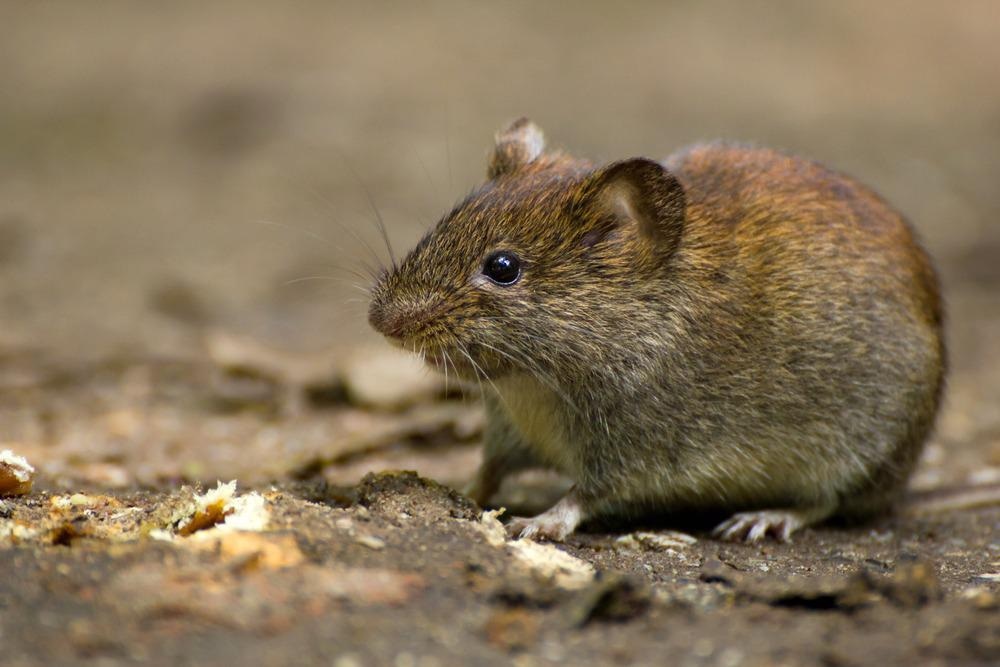 Study: Discovery of a Novel Coronavirus in Swedish Bank Voles (Myodes glareolus). Image Credit: corlaffa / Shutterstock.com