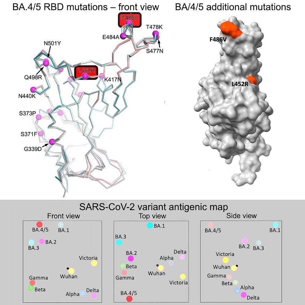 Study: Antibody escape of SARS-CoV-2 Omicron BA.4 and BA.5 from vaccine and BA.1 serum