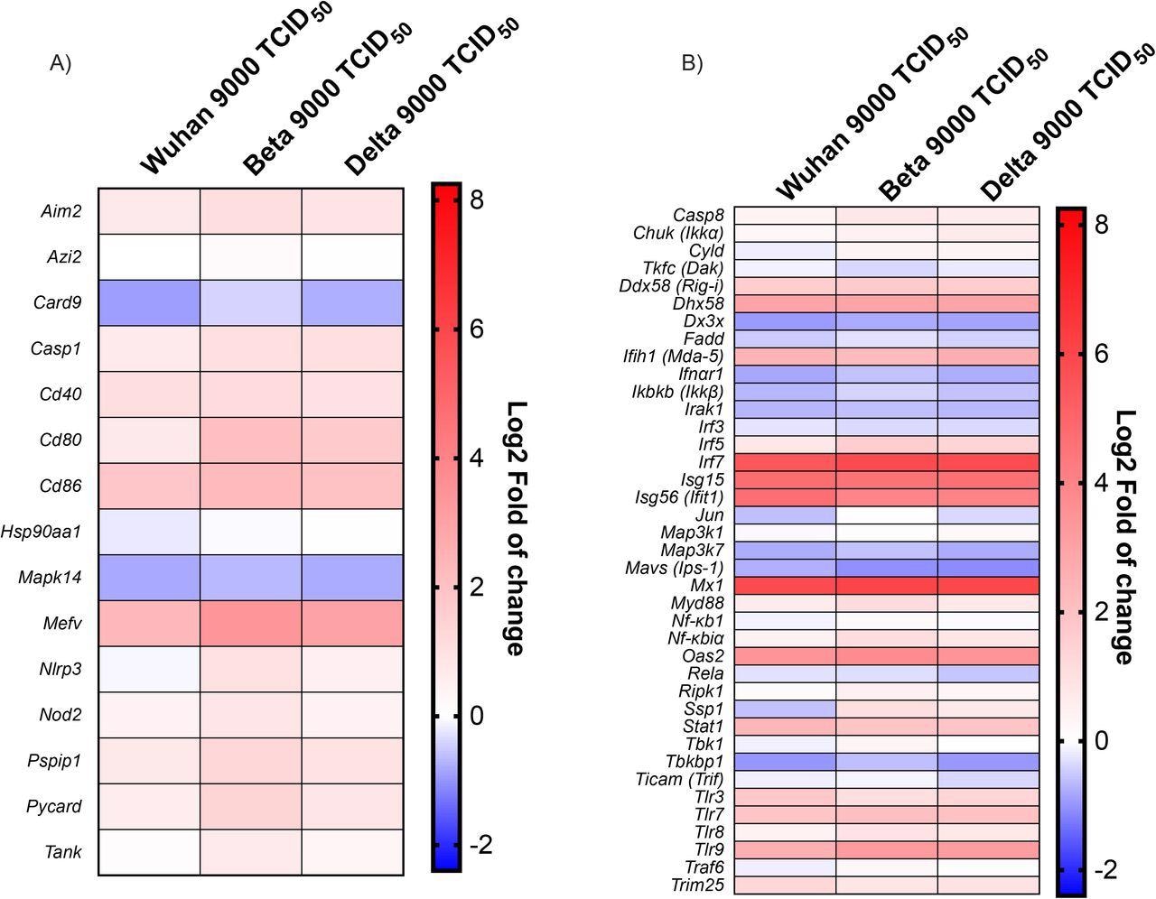 Antiviral response gene expression following infection with Wuhan, Beta and Delta strains. Heat map representation of cytokines and inflammatory-related genes (A) and Type I IFN production and signalization-related genes (B). Results are expressed as fold (log2) relative to mock-infected mice. For gene expression, statistical analyses were done by comparing 2(- ΔCt) values for each gene in the control group and infected groups with a nonparametric T-test, and only data with p values less than 0,05 were shown. For protein expression, statistical analyses were done by comparing the normalized concentration of each cytokine in the mock-infected groups with infected groups with a nonparametric T-test. *P<0,05, **P<0,01, ***P<0,001, ****P<0,0001.