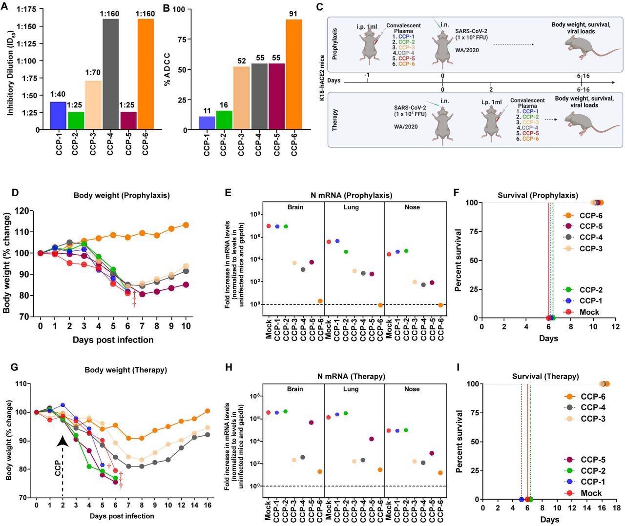 In vivo screening of COVID-19 Convalescent Plasma (CCPs) (A) A graph depicting WA1-neutralizing activity of indicated CCPs expressed as inhibitory dilution of plasma (ID50) that reduces FFUs by 50% using Vero E6 cells as targets. (B) %ADCC in the presence of CCP using a 1:1 ratio of parental CEM.NKr cells and CEM.NKr.Spike cells as target cells while PBMCs from uninfected donors were used as effector cells. (C) A scheme showing experimental design for screening in vivo efficacy of indicated CCPs delivered 1ml per 20-25 g body weight of mouse intraperitoneally (i.p.) under prophylaxis (-1dpi) and therapeutically (+2 dpi) in K18-hACE2 mice intranasally (i.n.) challenged with 1 x 105 FFU WA1 SARS-CoV-2-nLuc. PBS-treated mice were used as control (Mock). (D, G) Temporal changes in mouse body weight with initial body weight set to 100% during CCP prophylaxis (-1dpi) and therapy (+2 dpi) for experiment as in C. (E, H) Fold change in SARS-CoV-2 nucleocapsid (N gene) expression in brain, lung and nose tissues during CCP prophylaxis and therapy for experiment shown in C. The data were normalized to Gapdh mRNA expression in the same sample and that in non-infected mice after necropsy. (F, I) Kaplan-Meier survival curves for evaluating in vivo efficacy of CCPs against SARS-CoV-2- nLuc for an experiment as in C.