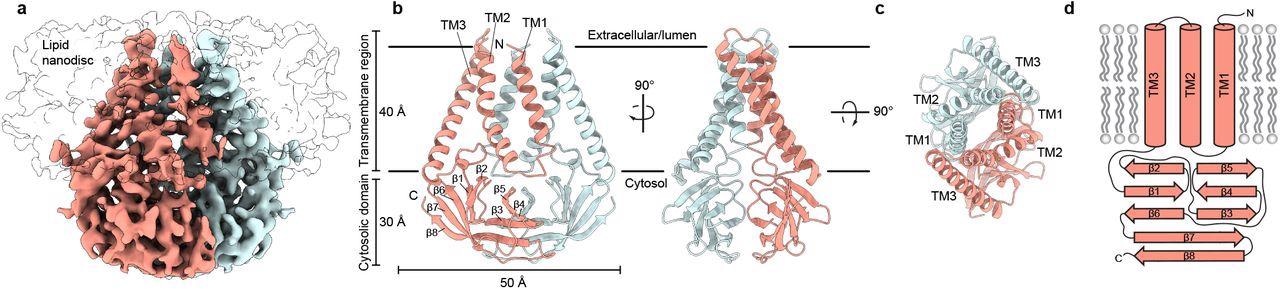 Structure of SARS-CoV-2 M in lipid nanodiscs. (a) 3.5 Å resolution cryo-EM map of SARS-CoV-2 M in MSP1E3D1 nanodiscs viewed from the membrane. One subunit is colored pink, and the second subunit is colored blue. Density corresponding to the lipid nanodisc is shown transparent. (b,c) Model of M viewed (b) from the membrane in two rotations and (c) from the extracellular or lumenal side. (d) Cartoon schematic of an M monomer with secondary structure elements indicated.