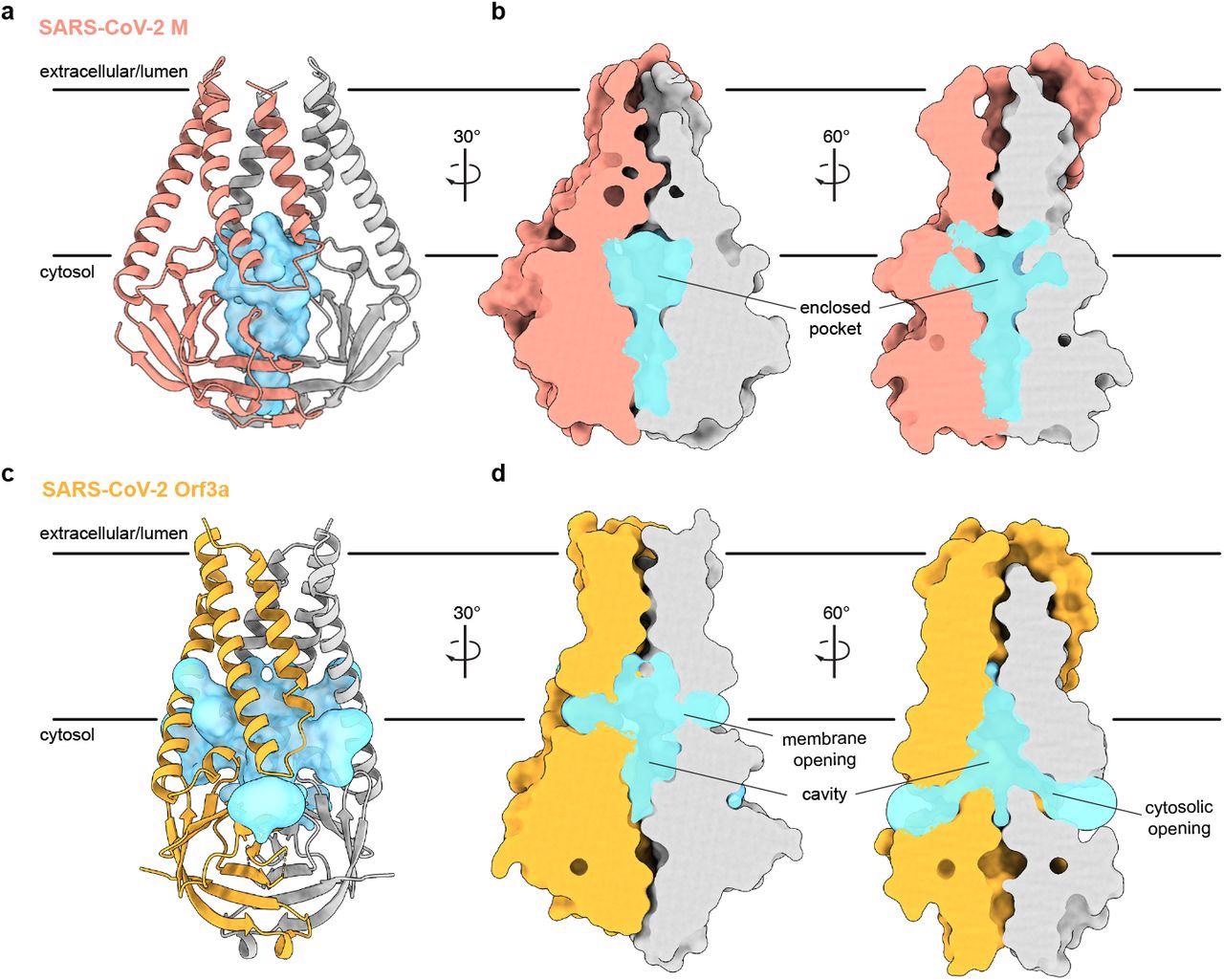 An enclosed polar pocket between cytosolic domains in M. (a) M shown as a cartoon and (b) surface with enclosed pocket volume calculated with CASTp36 shown as a blue surface. The enclosed pocket in M is formed between cytosolic domains and is sealed to the surrounding solution by protein. (c,d) Same as (a,b), but for SARS-CoV-2 ORF3a. The cavity in ORF3a begins closer to the lipid bilayer, extends approximately halfway across the membrane, and is open to surrounding solution and lipids through multiple openings