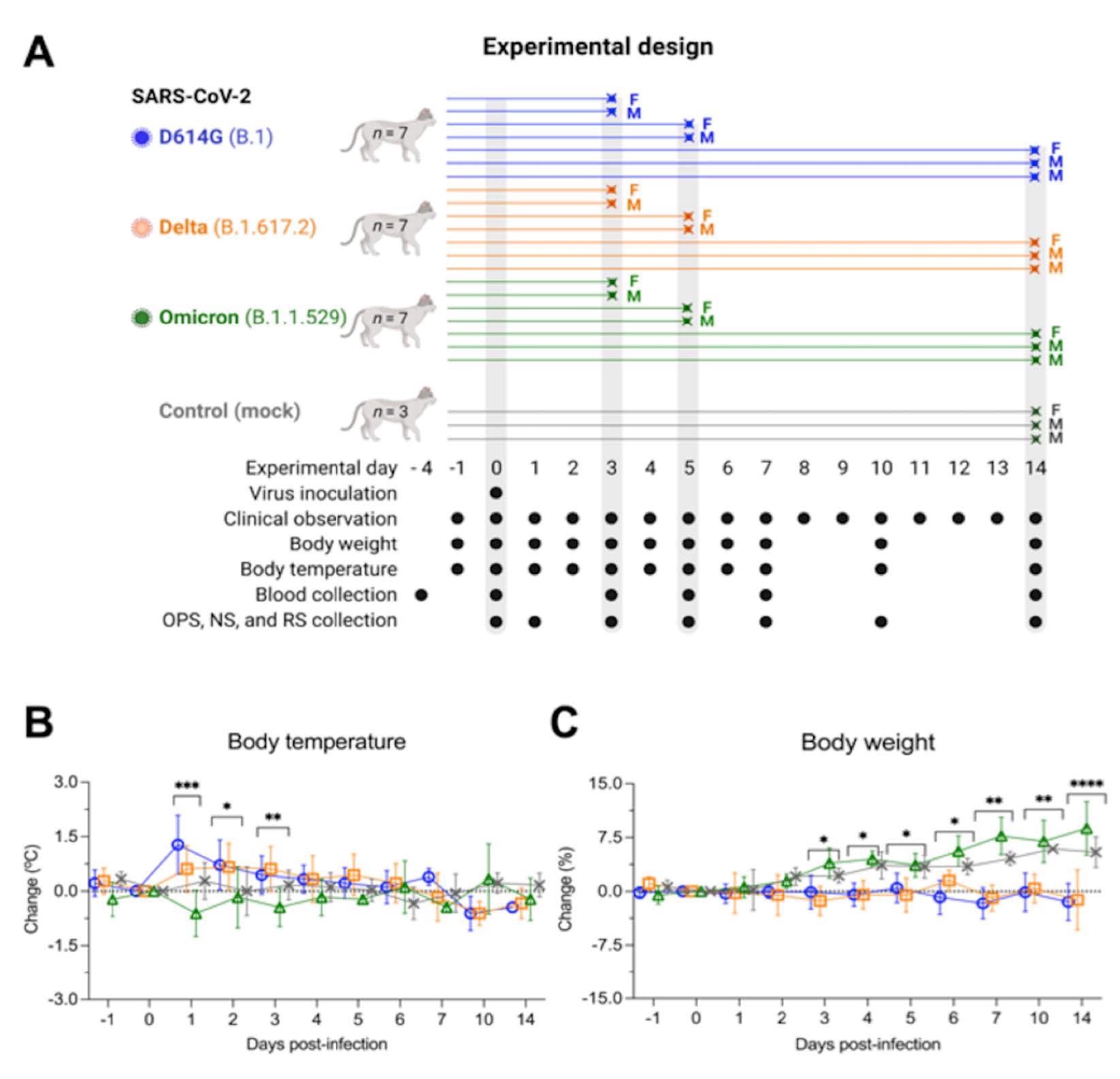Experimental design, body temperature and weight changes following SARS-CoV-2 inoculation in cats. Schematic representation of the experimental design of infection study in adult cats (24-40-month-old) males and females. Animals were allocated in three inoculated groups (n = 7 per group) and a control group (mock inoculated) (n = 3). Animals were inoculated intranasally with 1 ml (0.5 ml per nostril) of virus suspension containing 5 x 105 PFU of SARS-CoV-2 D614G (B.1), Delta (B.1.617.2), or Omicron BA.1.1 (B.1.1.529), or 1 ml of cell culture supernatant media (control mock inoculated). On day 3 and 5 post-infection (pi), two cats from each group (one female and one male) were humanely euthanized and the remaining cats (one female and two males) were maintained until day 14 pi. Respiratory secretion, feces and serum were collected on the specific days as indicated (A). NS = nasal swab; OPS = oropharyngeal swab; RS = rectal swab; F = female; M = male. Body temperature (B) and body weight changes (C) following intranasal SARS-CoV-2 D614G (B.1), Delta (B.1.617.2), or Omicron BA.1.1 (B.1.1.529) inoculation throughout the 14-day experimental period. Data are presented as means ± standard deviation. * p < 0.05; ** p < 0.01; *** p < 0.005; **** p < 0.0001.